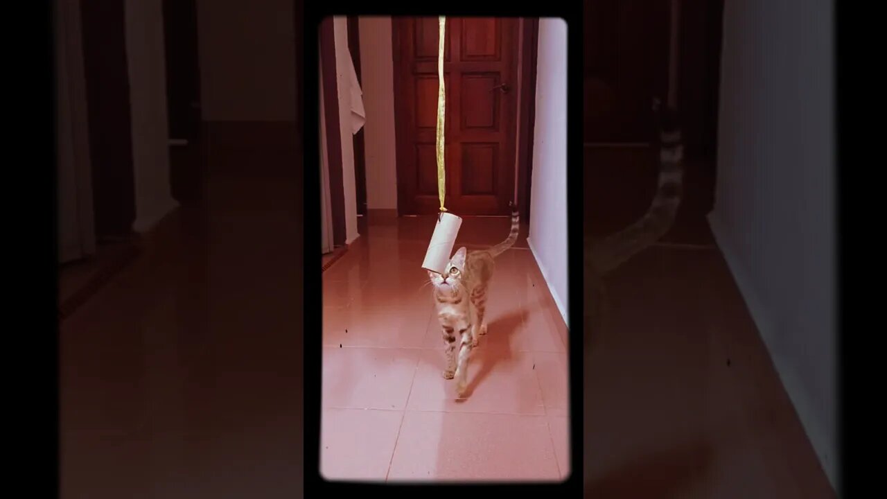 Funny cat 🐈 #shorts