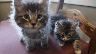 Tell me these KITTENS r not adorable I WON'T BELIEVE U!