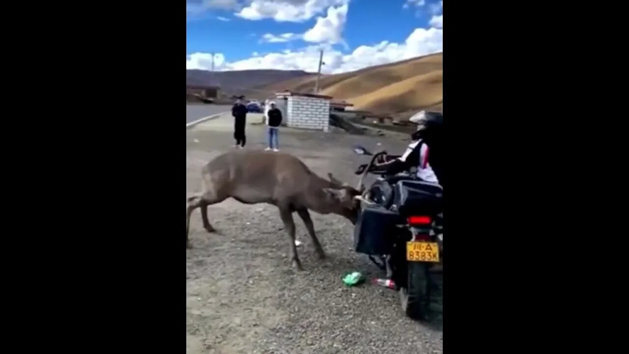 Crazy Deer Attacks Bikers