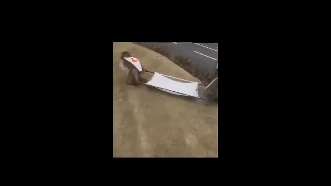 Monkey rescue failed succeefully