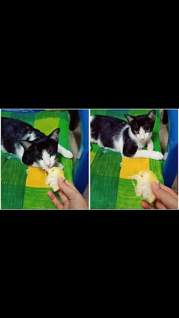 My cat is afraid to eat durian
