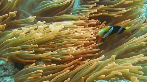 ikan di bawah laut sangat indah