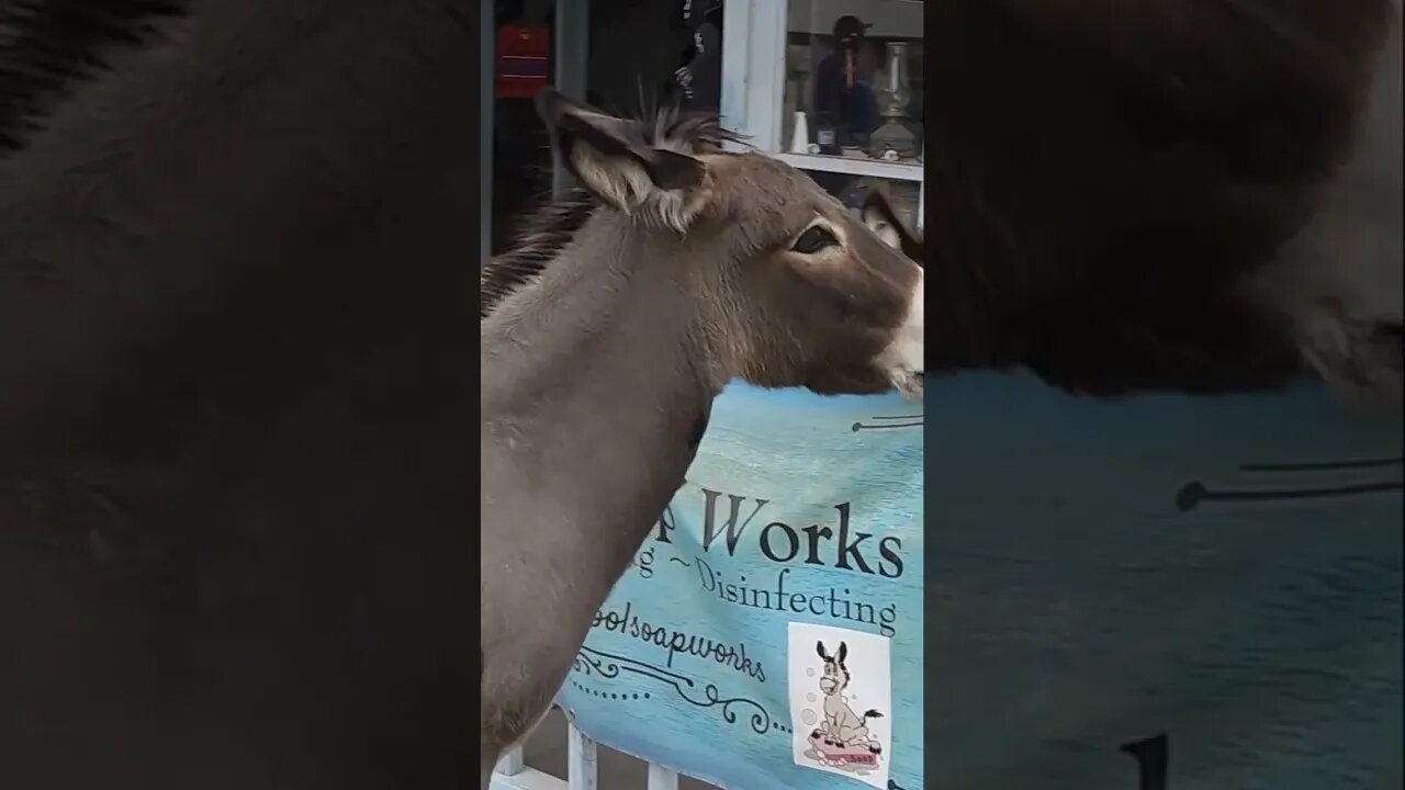 WILD Donkeys aka Burros ROAM the streets of Oatman Arizona #smalltown #tourism #urbanexploration