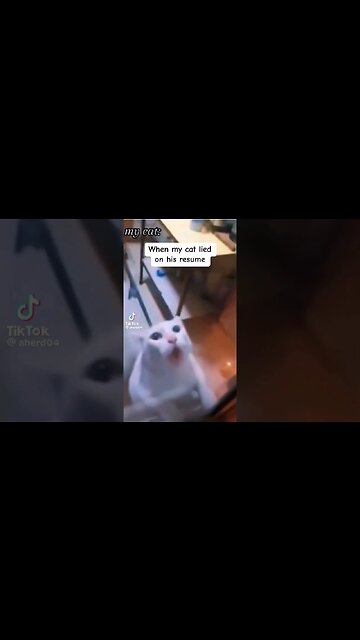 The Cat Lied 😆