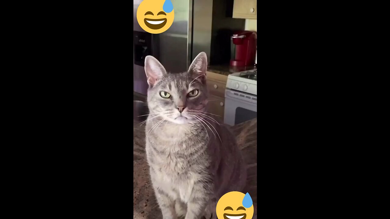 funny cat