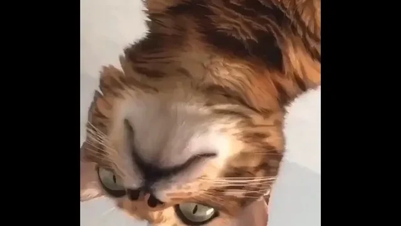 PLAYING CAT VIDEO MEAWWW