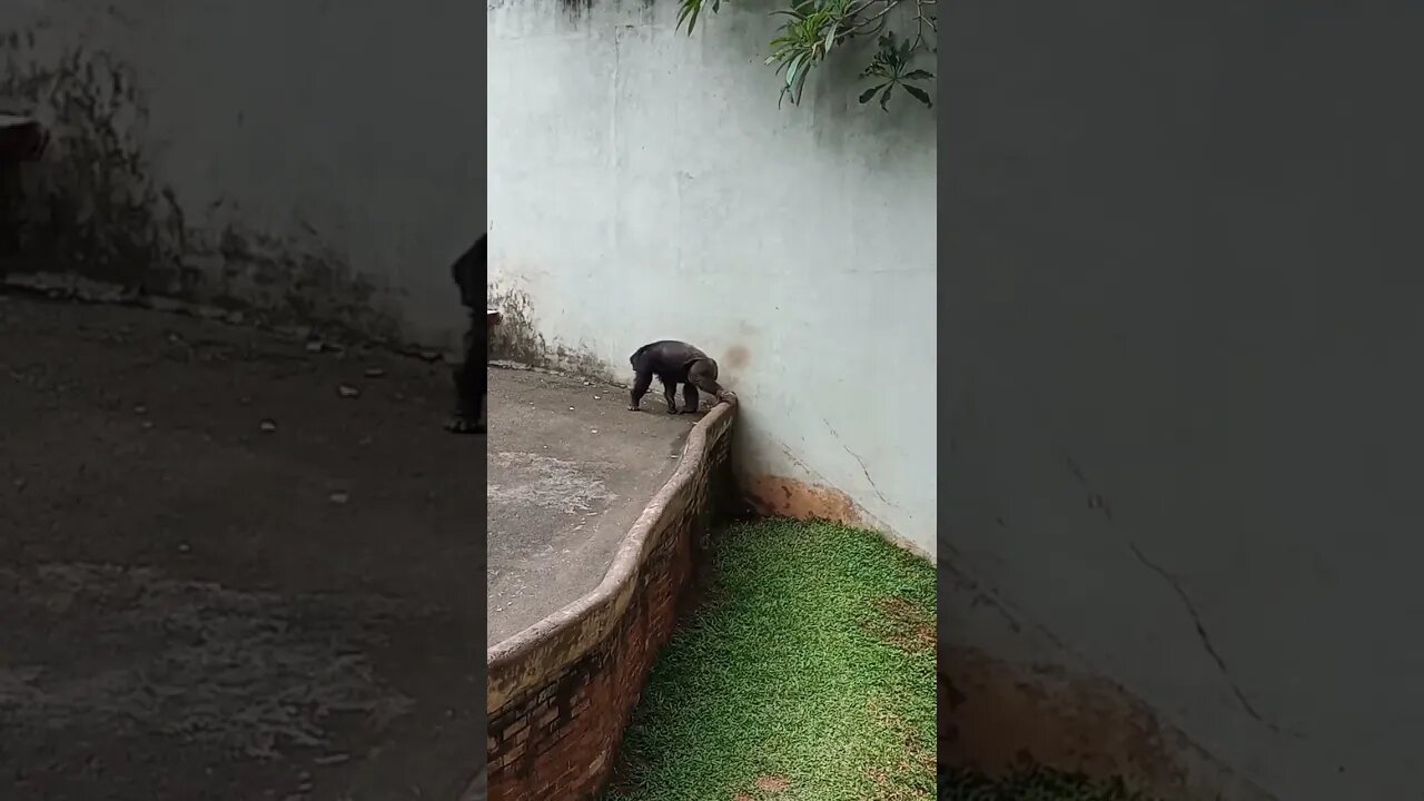 Chimpanzees relaxing.