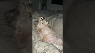 Don’t stop! Video By marianaanyc #Shorts