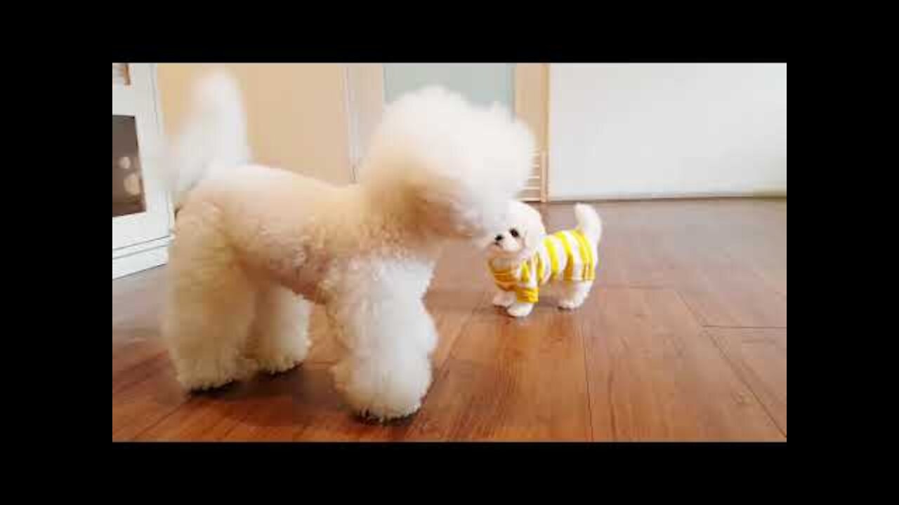 Cute And Funny Pets Try Not To Laugh To These Pets Compilation 26 @anupctg