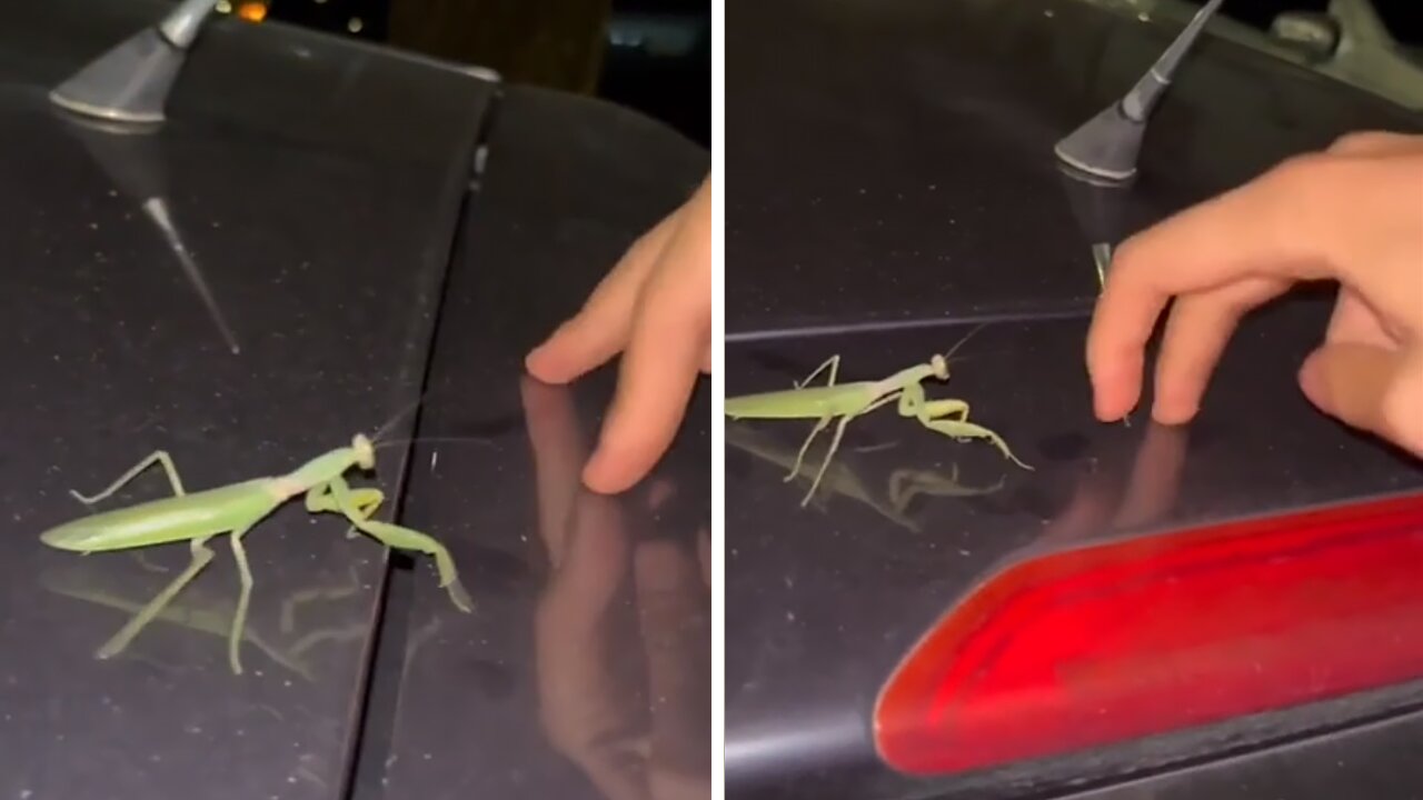 Praying mantis has had enough of this human