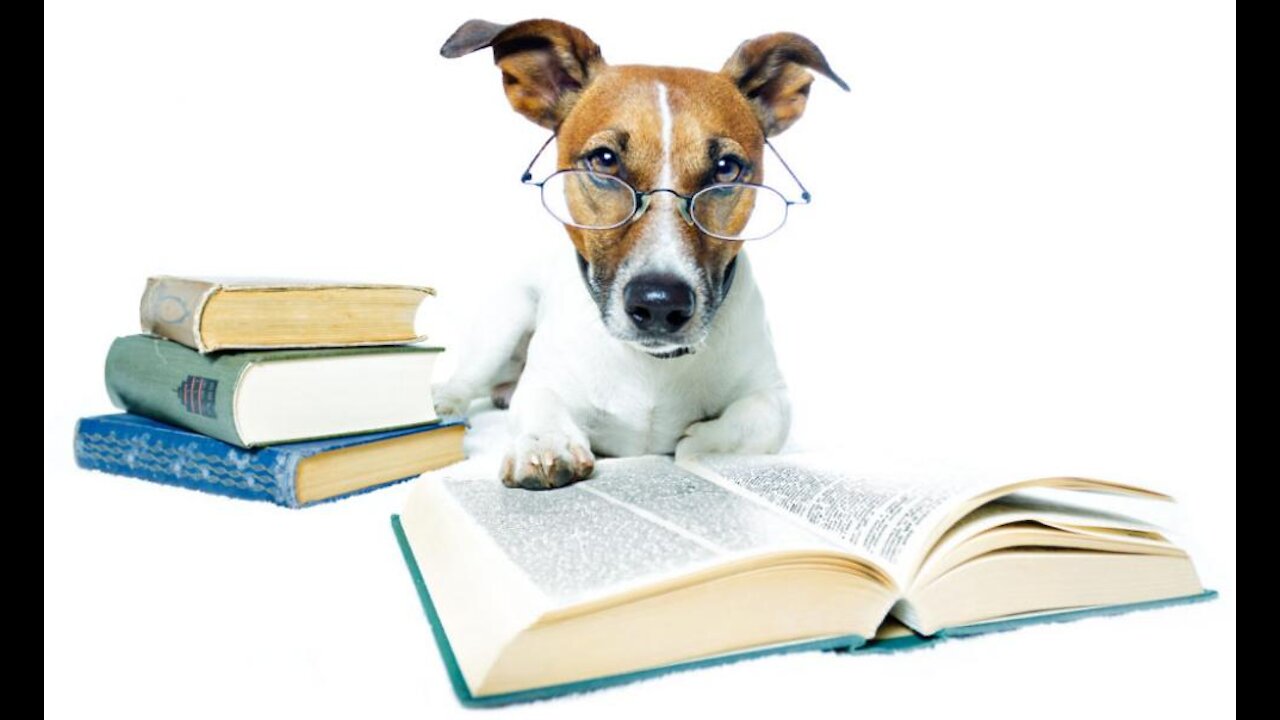 The smartest dog.
