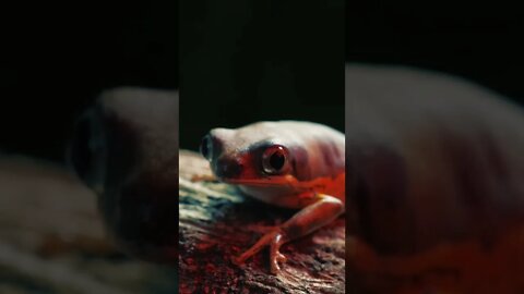 Cute Little Red Frog