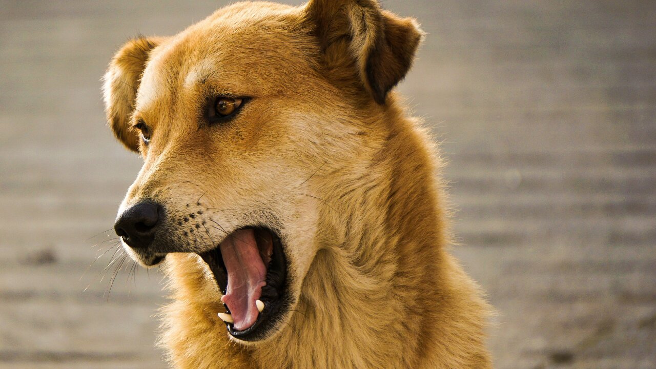 TOP 10 dog barking videos compilation ♥ 2021