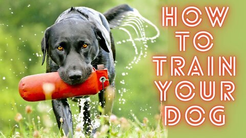 How to train your dog