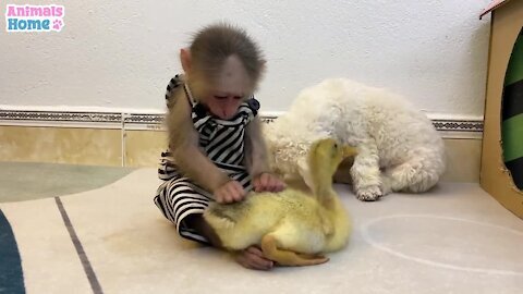 Monkey steals ducklings watermelon