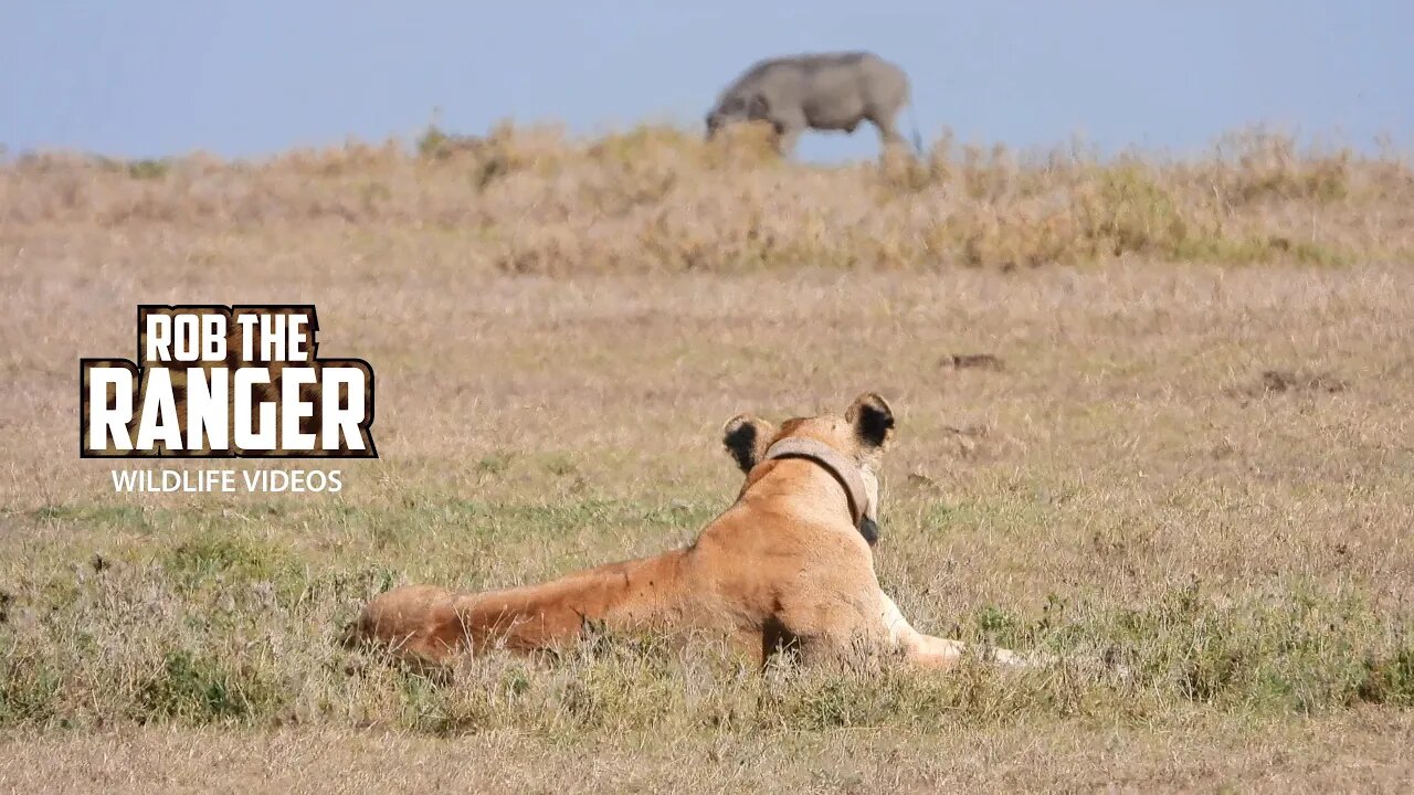 Lioness Stalks Warthogs | Ol Pejeta | Zebra Plains On Tour