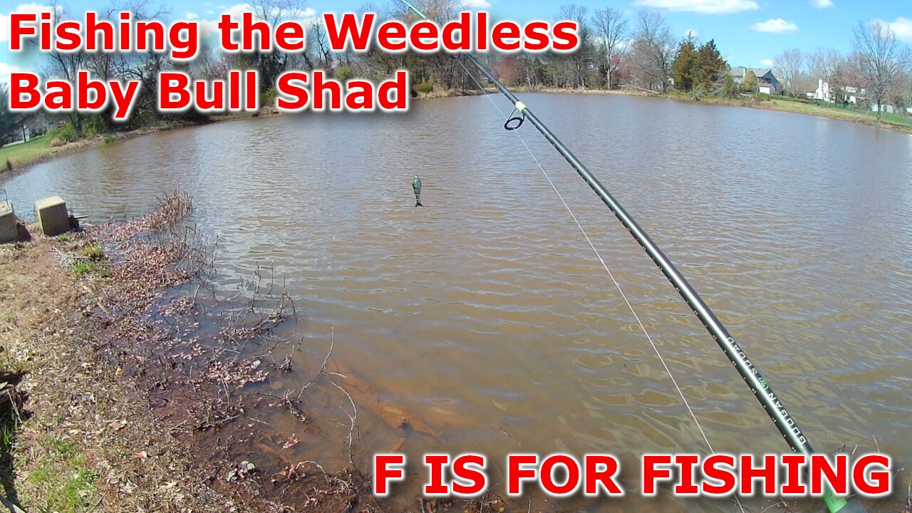 Fishing the Weedless Baby Bull Shad