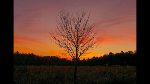 Summer, Fall and Early Winter Treescapes with Nature Sounds for Relaxation, Sleep and Stress Relief