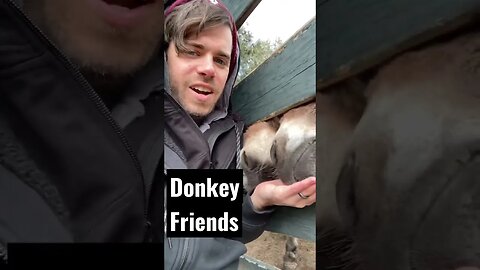 Making #donkey Friends #shorts