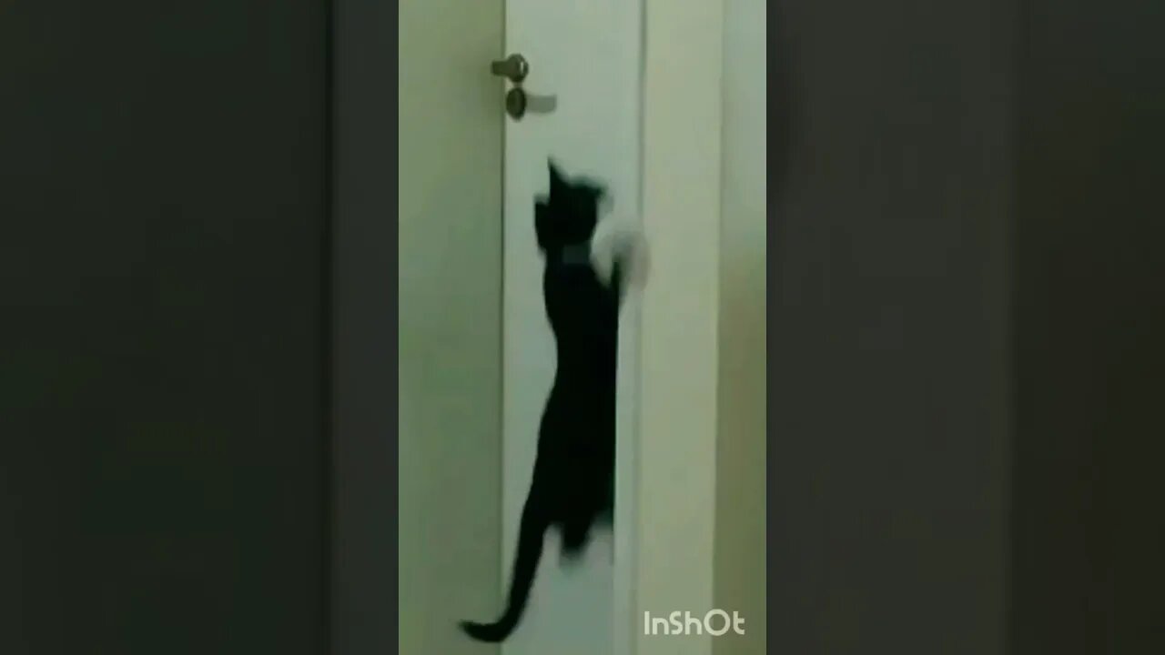 Treinando salto Gato Bartolomeu Tunico 😺😺