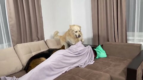 Golden Retriever and German Shepherd Wake Me Up