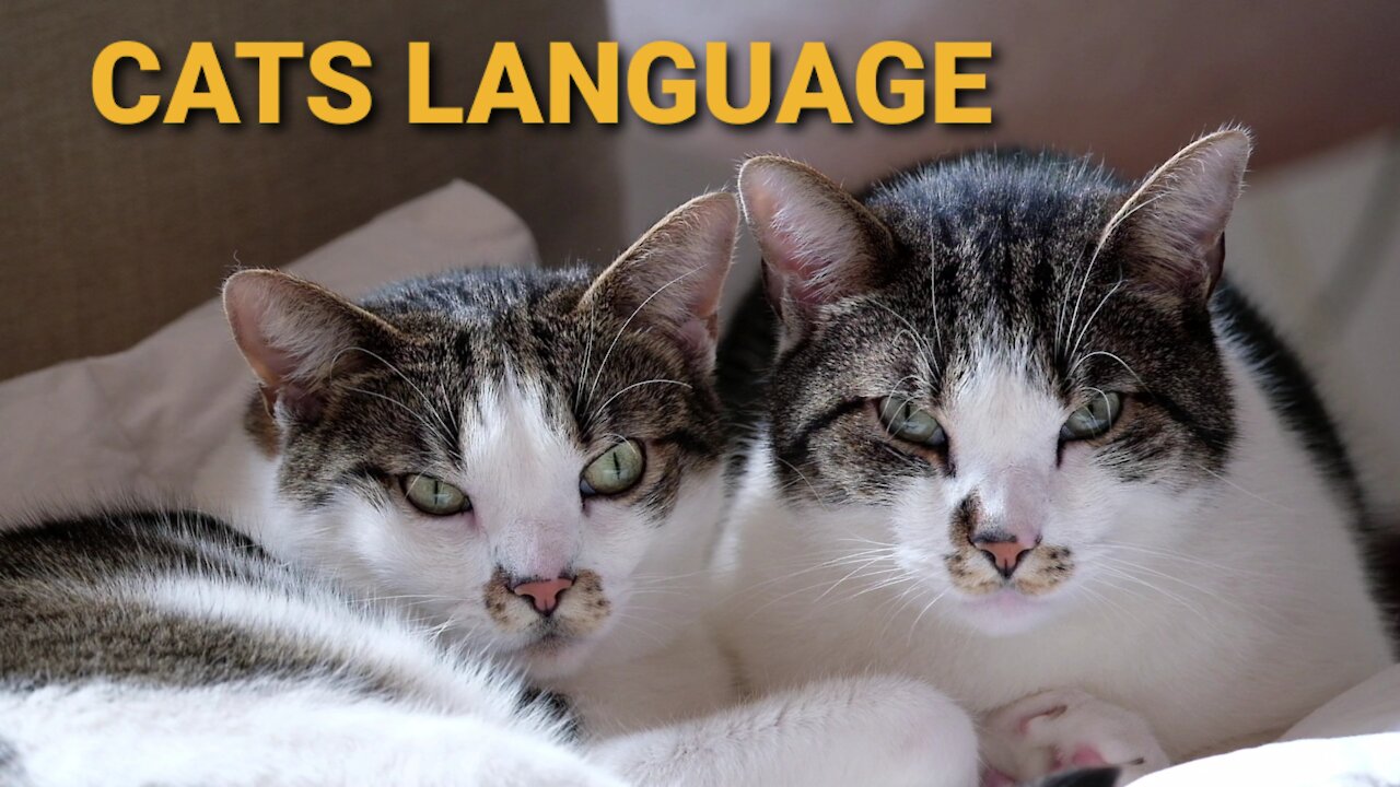 Cats language / Beautiful cats / Cateye