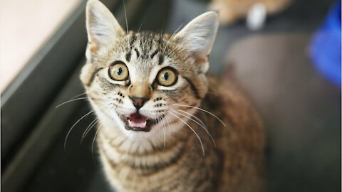 Meow Talk Is a Revolutionary New App That Translates Your Cat's Meows! (1)