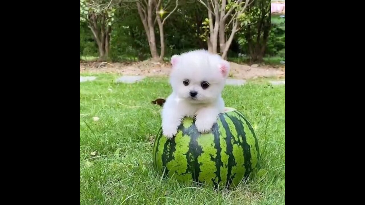 Cute Puppies and Babies Playing