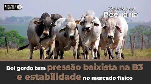 Boi gordo tem pressão baixista na B3 e estabilidade no mercado físico