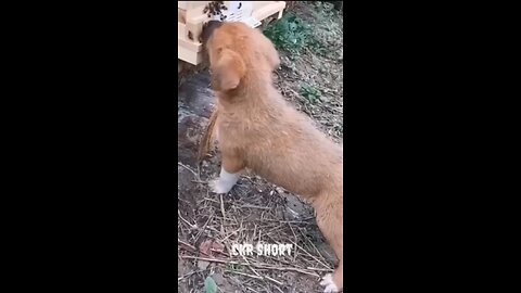 Funny moments animal/dogs eating honey