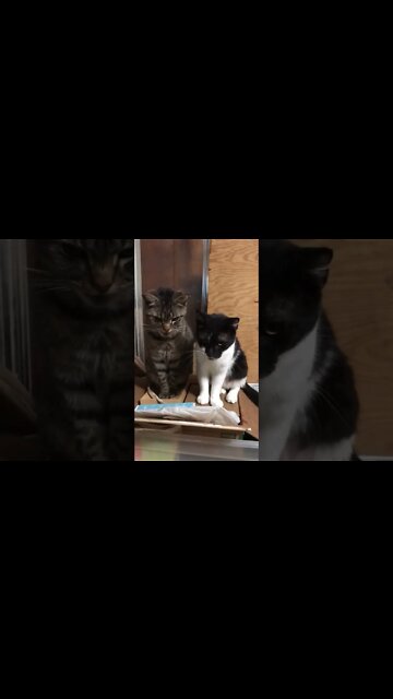 Bob & Grumpy Side by Side #shorts (Molly Tuttle - Crooked Tree)