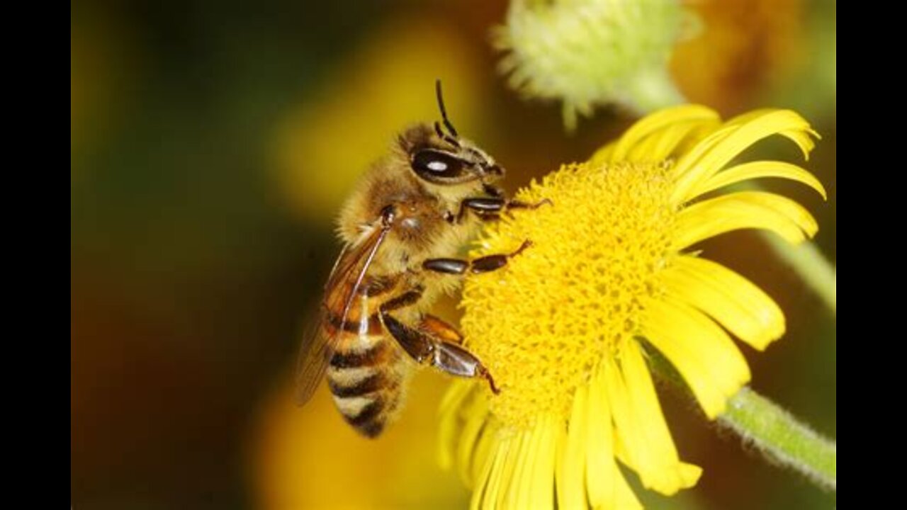 How to battle small hive beetles in your honeybee hives.