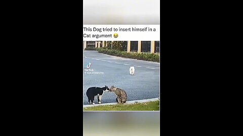 dog being busybody with cat's conversation