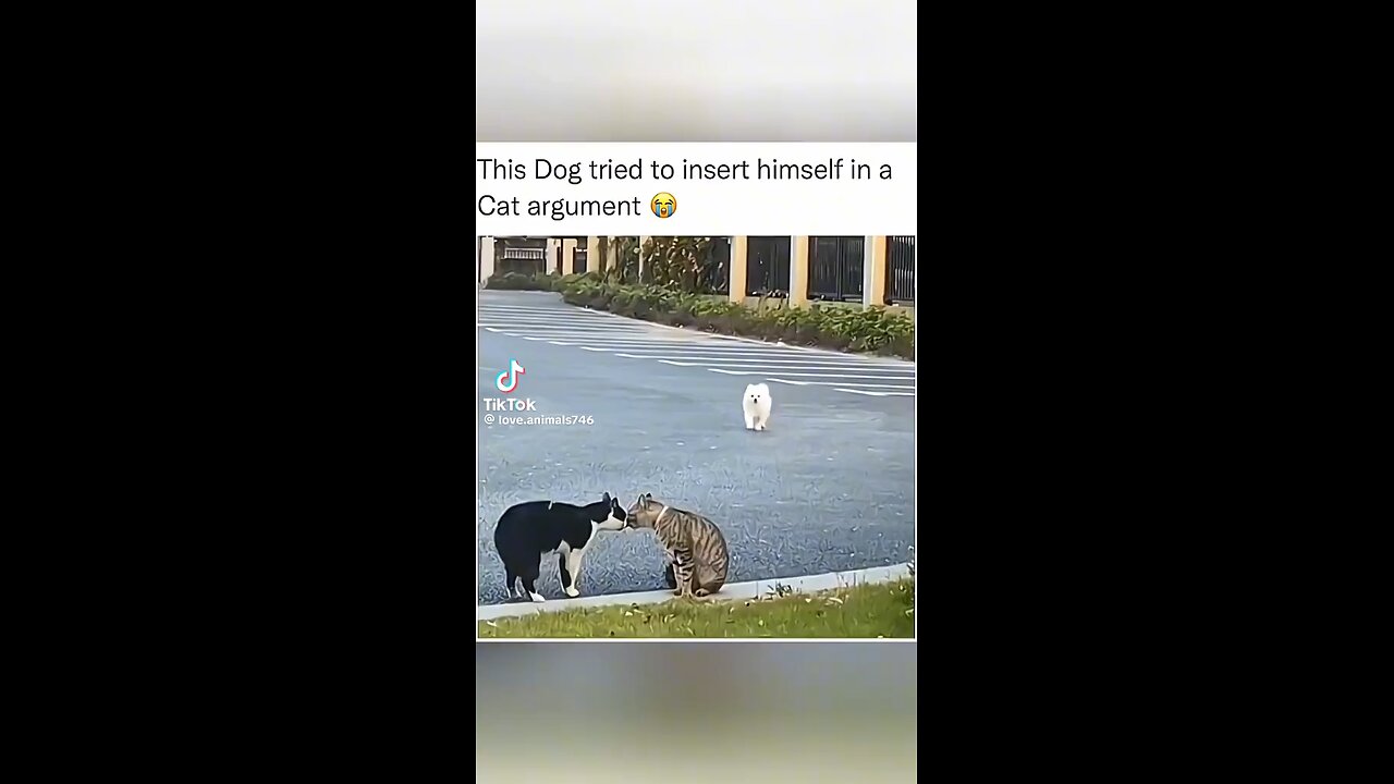 dog being busybody with cat's conversation