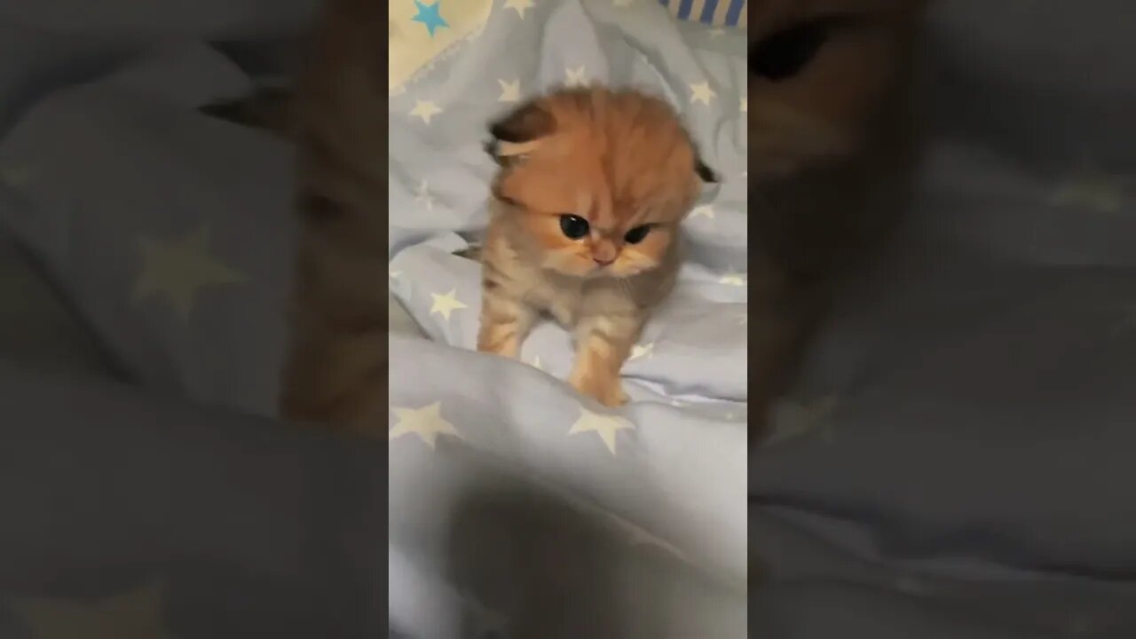 #cats #catsoftiktok #catlovers #catvideo #fypシ #fyp #foryou #foryoupage #shorts