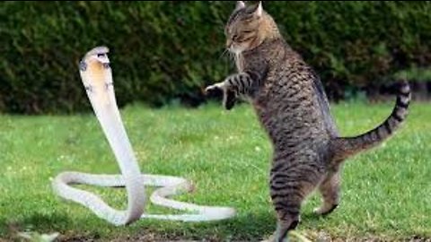 Cat Vs King Cobra Snake - Cat Tiger Attack King Cobra Real Fight - Tiger Attack Cobra Snake To Death