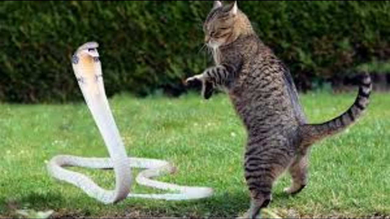 Cat Vs King Cobra Snake - Cat Tiger Attack King Cobra Real Fight - Tiger Attack Cobra Snake To Death