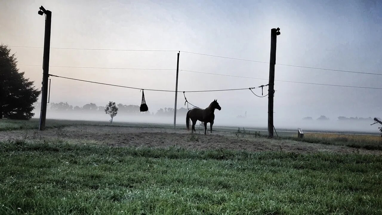 Highlined Cajun in the Morning after Traumatizing Thunderstorms 🐴🙀