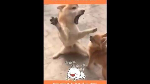 Funny animal videos😂 - funny dog videos😹 - 萌宠🤣 #shorts