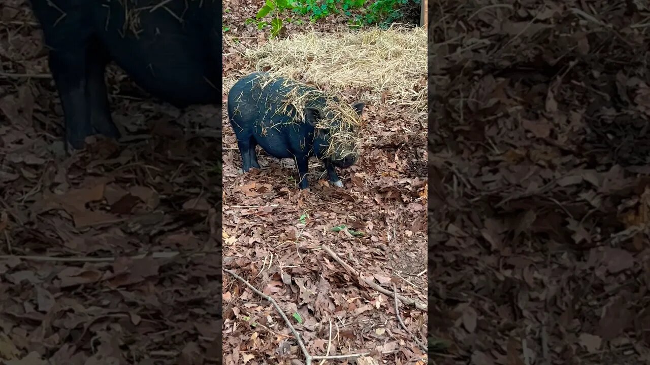 LAZY PIGS 😂🫶 #hay #kunekune #pigs #farmlife #farmanimals #foryou #fy #home #homestead #reels