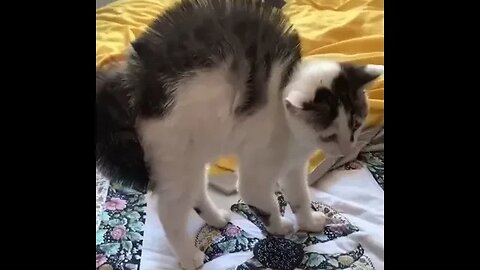 PLAYING CAT VIDEO MEAWWW