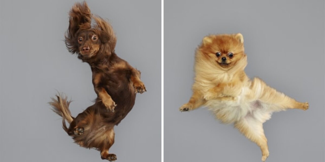 Dogs that fly