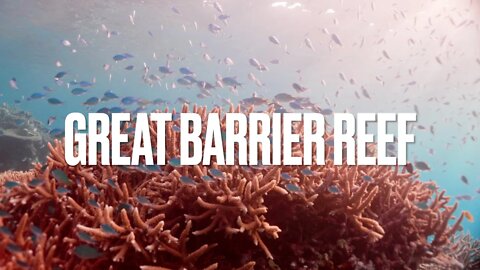 Beauty Of Great Barrier Reef