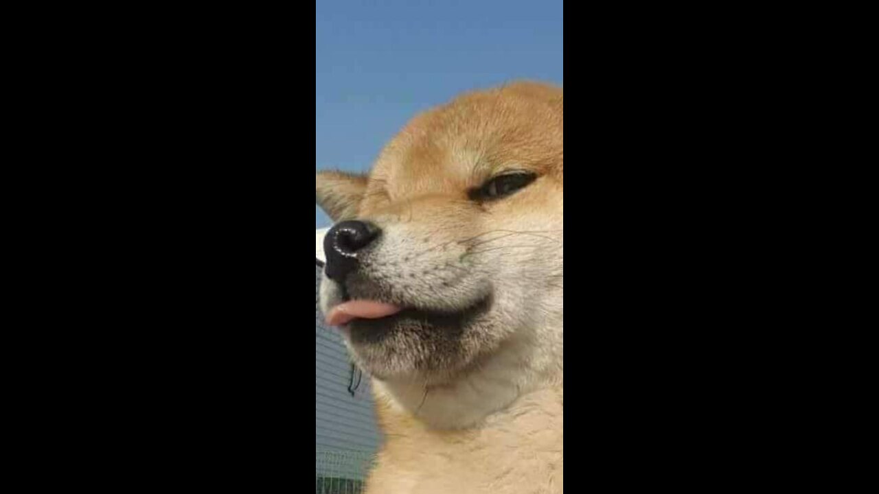 The Dog Who Became a Super Hero