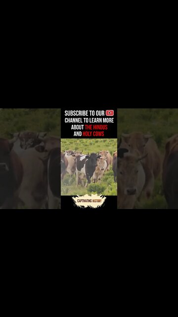 How Does the Exalted Status of Cows Affect India Today? #shorts