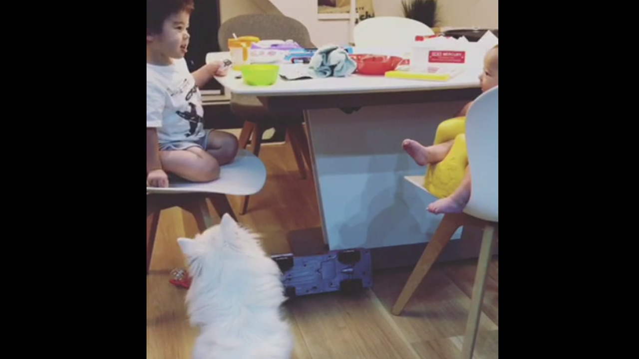 Dog fascinated by toddler and baby's conversation