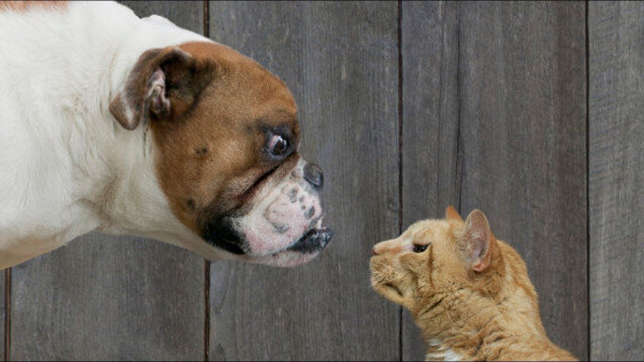 Worst Dogs For Cats - TOP 10 Dog Breeds That Hate Cats! Animal Rivalry.