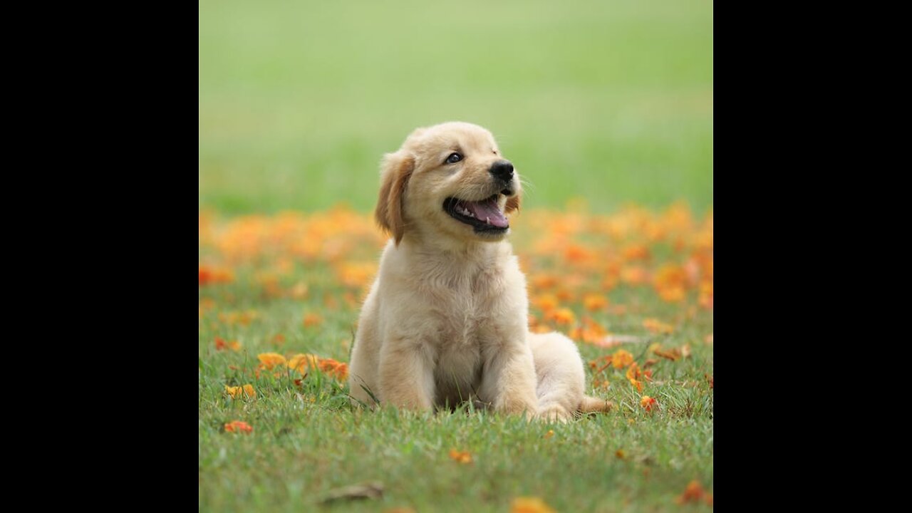 Most funniest dogs ever