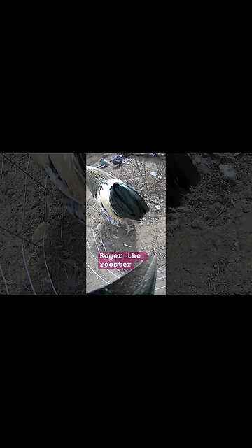 Roger the rooster