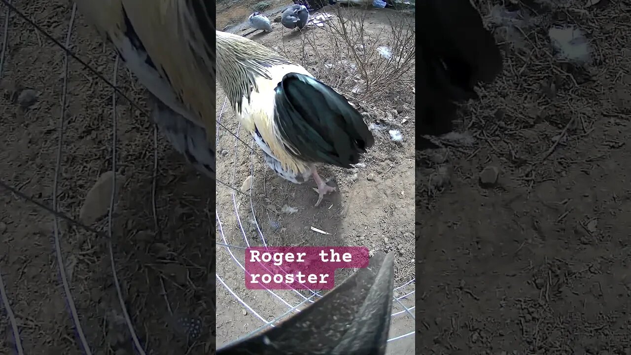 Roger the rooster